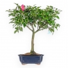 Camellia - Camelia - 61 cm