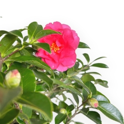Camellia - Camelia - 61 cm