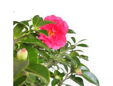 Camellia - Camelia - 61 cm