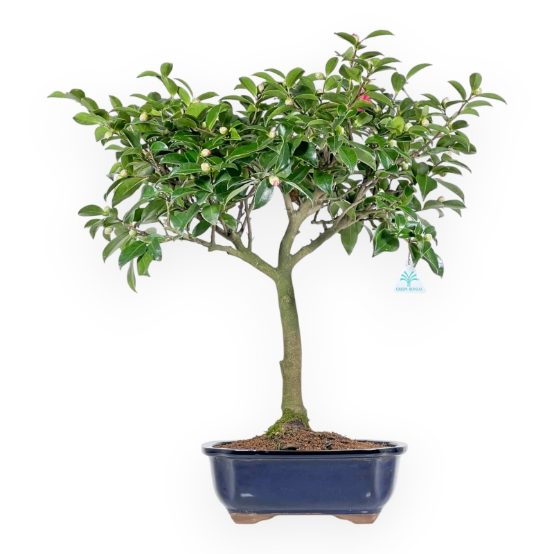 Camellia - Camelia - 61 cm