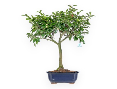 Camellia - Camelia - 61 cm