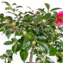 Camellia - Camelia - 61 cm