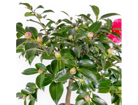 Camellia - Camelia - 61 cm