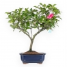 Camellia - Camelia - 56 cm