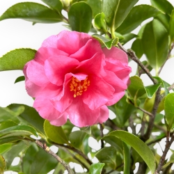 Camellia - Camelia - 56 cm