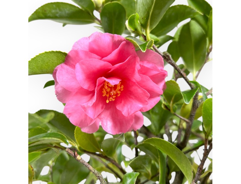Camellia - Camelia - 56 cm
