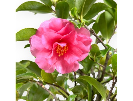 Camellia - Camelia - 56 cm