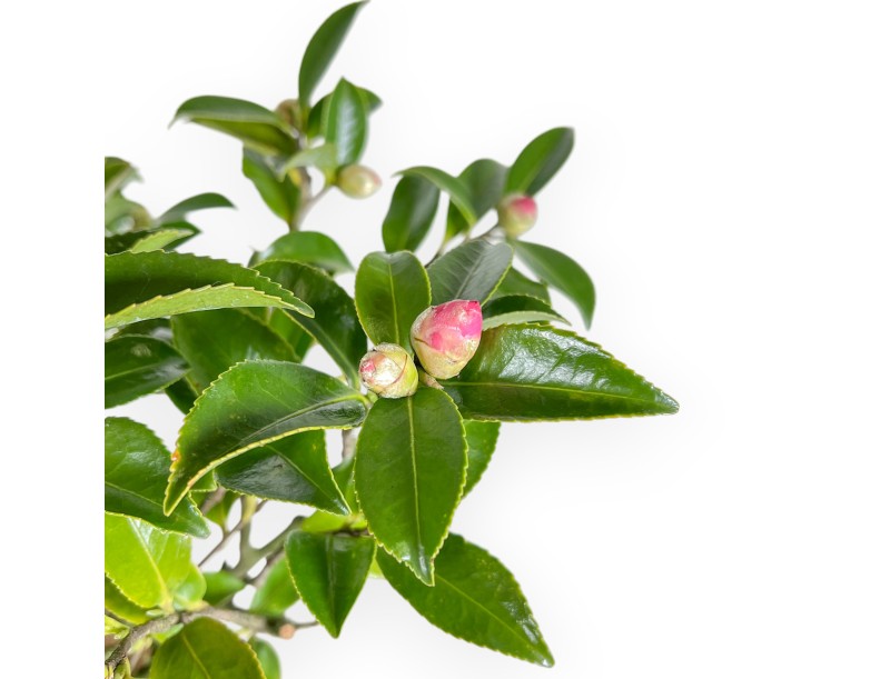 Camellia - Camelia - 56 cm