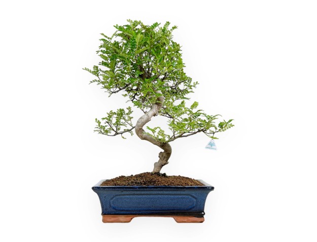 Zanthoxylum - Albero del pepe - 48 cm
