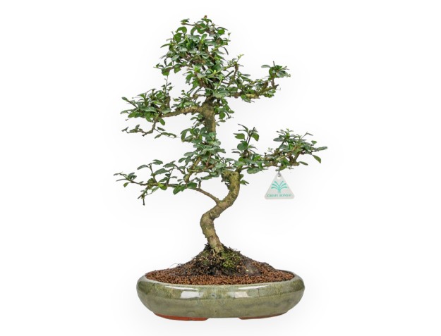 Carmona macrophylla - Theeplant - 48 cm