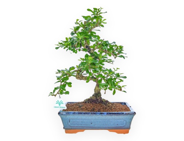 Carmona macrophylla - Theeplant - 32 cm