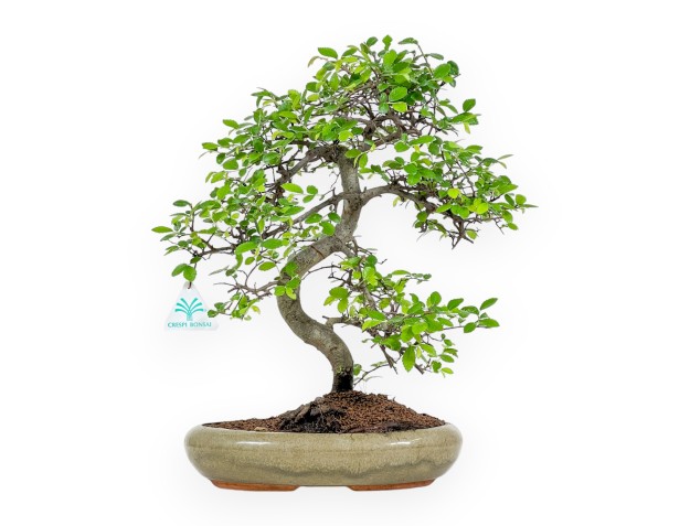 Zelkova Nire – Elm – 41 cm
