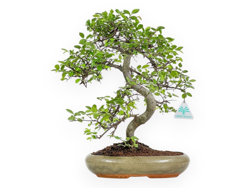 Zelkova Nire – Elm – 41 cm