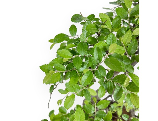 Zelkova Nire – Elm – 41 cm 2