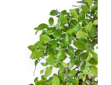 Zelkova Nire – Ulme – 41 cm