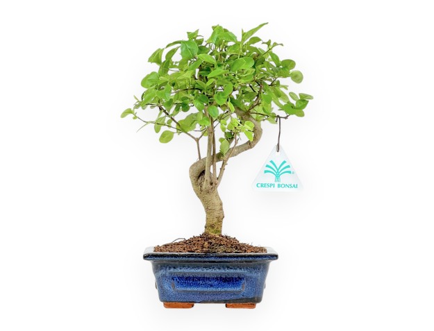 Ligustrum - Troène - 25 cm