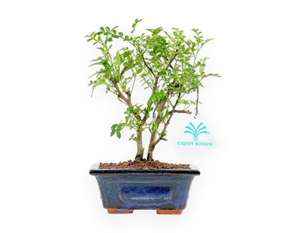 Zanthoxylum Piperitum - Pepper Tree - 22 cm