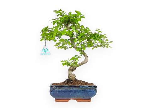 Ligustrum - Ligustro - 36 cm
