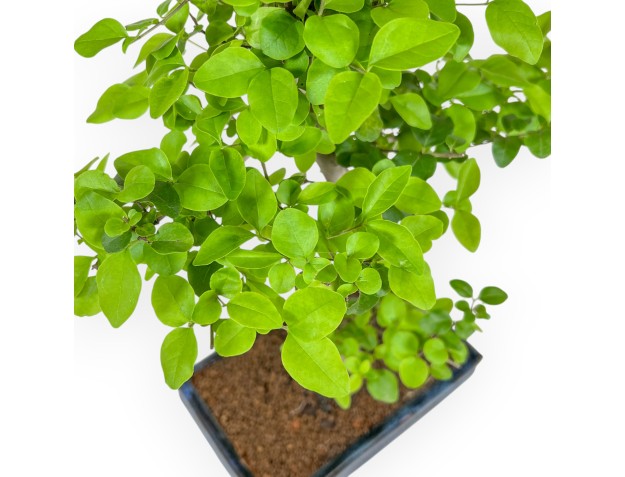 Ligustrum - Privet - 36 cm 2
