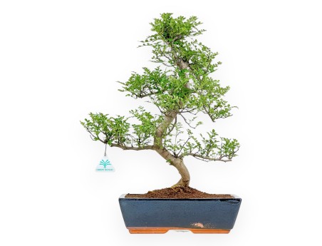Zanthoxylum Piperitum – Pfefferbaum – 50 cm
