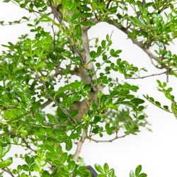 Zanthoxylum Piperitum - Albero del Pepe - 50 cm