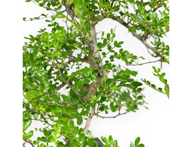 Zanthoxylum Piperitum – Pfefferbaum – 50 cm 2