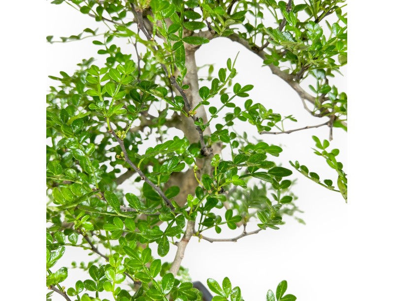 Zanthoxylum Piperitum - Peperboom - 50 cm