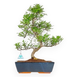Zanthoxylum Piperitum - Albero del Pepe - 50 cm