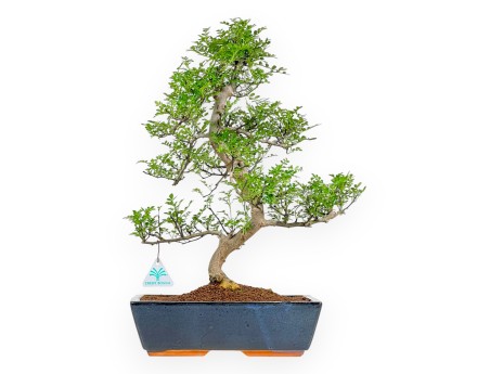 Zanthoxylum Piperitum - Pepper Tree - 50 cm