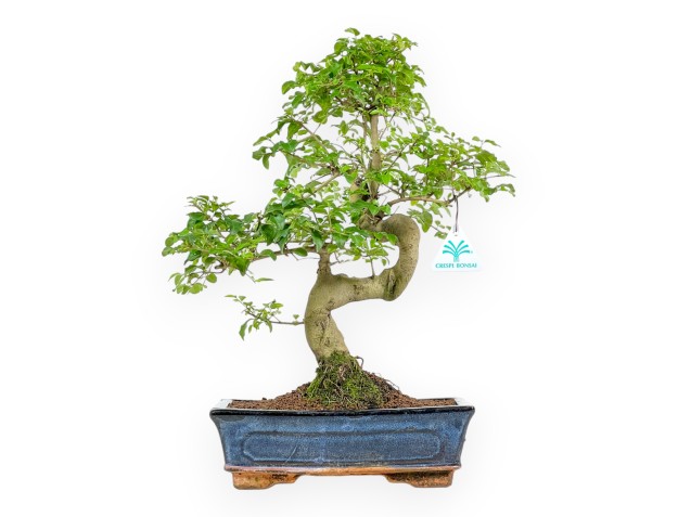 Ligustrum - Privet - 43 cm
