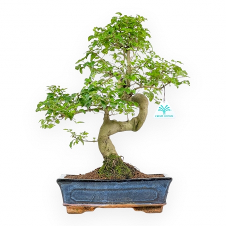 Ligustrum - Troène - 43 cm
