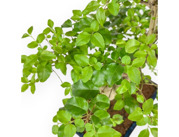 Ligustrum - Privet - 43 cm 2