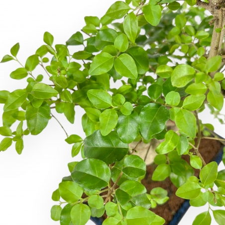 Ligustrum - Ligustro - 43 cm