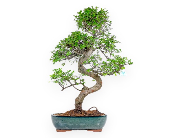 Zelkova Nire - Ulmen - 83 cm