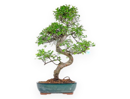 Zelkova Nire - Elm - 83 cm