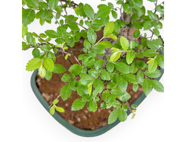 Zelkova Nire - Olmo - 83 cm 2