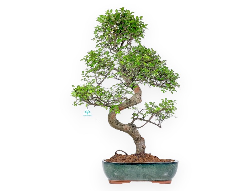 Zelkova Nire - Elm - 83 cm