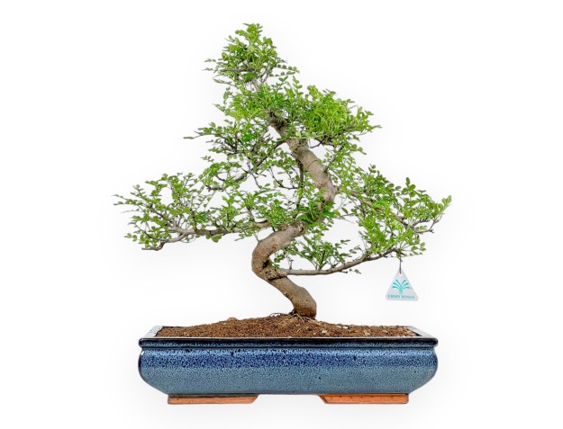 Zanthoxylum Piperitum - Arbre Poivrier - 52 cm