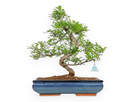 Zanthoxylum piperitum - Árbol de la pimienta - 56 cm