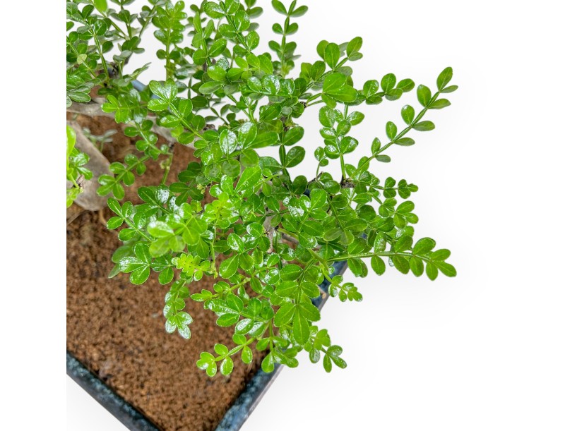 Zanthoxylum piperitum – Pepper Tree – 56 cm