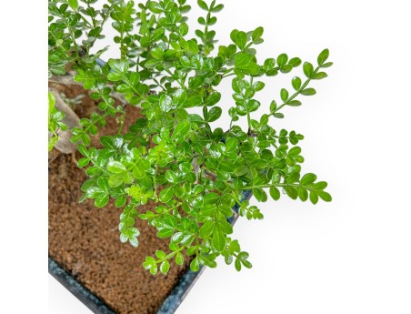 Zanthoxylum piperitum - Árbol de la pimienta - 56 cm