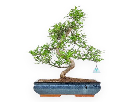 Zanthoxylum Piperitum – Pfefferbaum – 56 cm