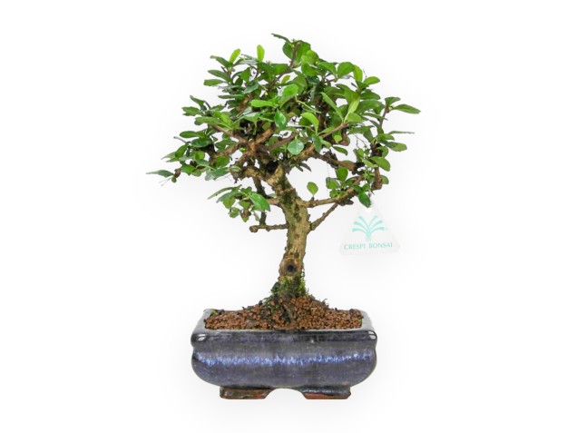 Carmona Macrophylla - Pianta del tè - 28 cm