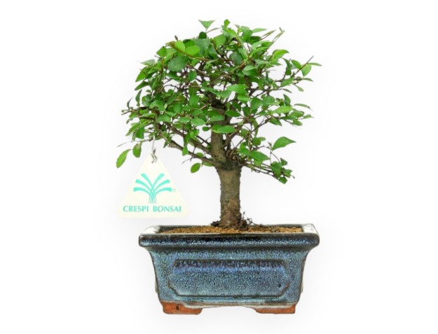 Crespi bonsai: vendita on-line di bonsai da interno e esterno - ficus, acer e altre specie rare, piante da giardino giapponesi,