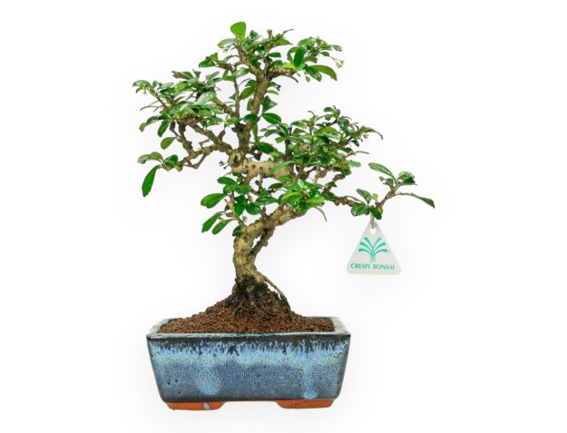Carmona Macrophylla - Pianta del tè - 28 cm