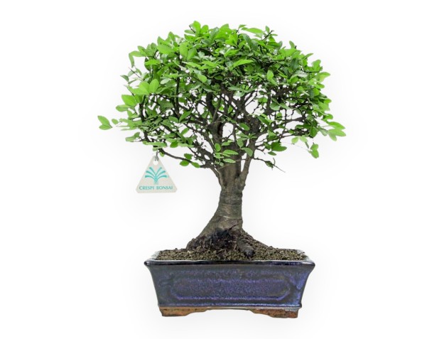 Zelkova nire - Elm - 32 cm