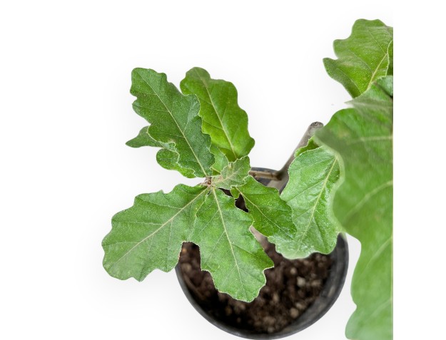 Quercus cerris - 36 cm 2