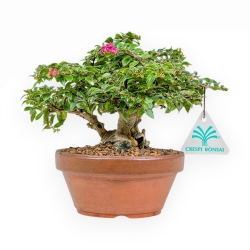 Lagerstroemia Indica - Crespón de mirto - 18 cm