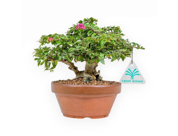 Lagerstroemia Indica - Myrte de Crêpe - 18 cm