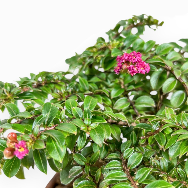 Lagerstroemia Indica - Crespón de mirto - 18 cm